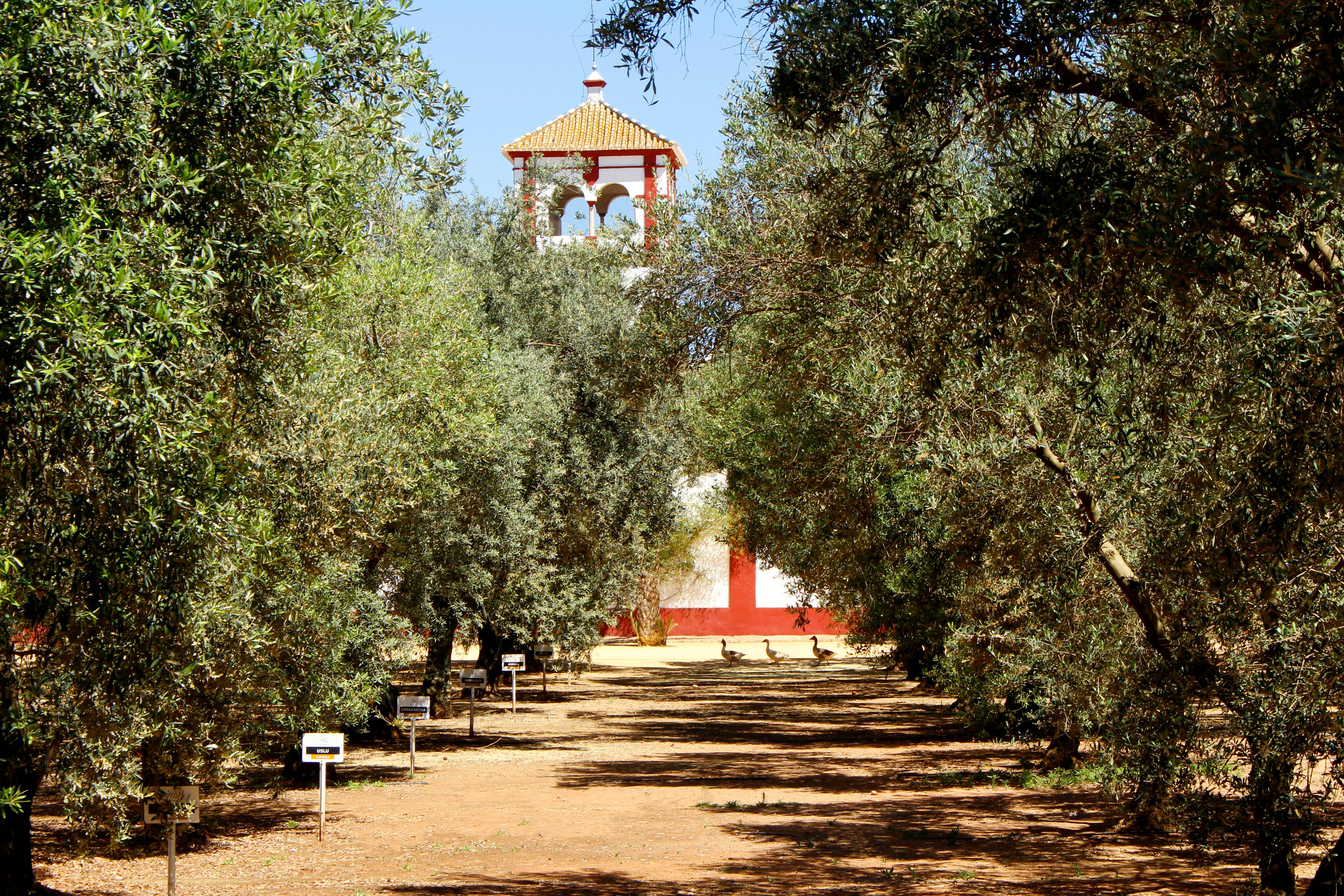 Pathway through an olive grove leading to a bell tower in the background. - Olive Oil Times