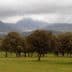 A field with several oak trees and mountains partially covered by clouds in the background. - Olive Oil Times
