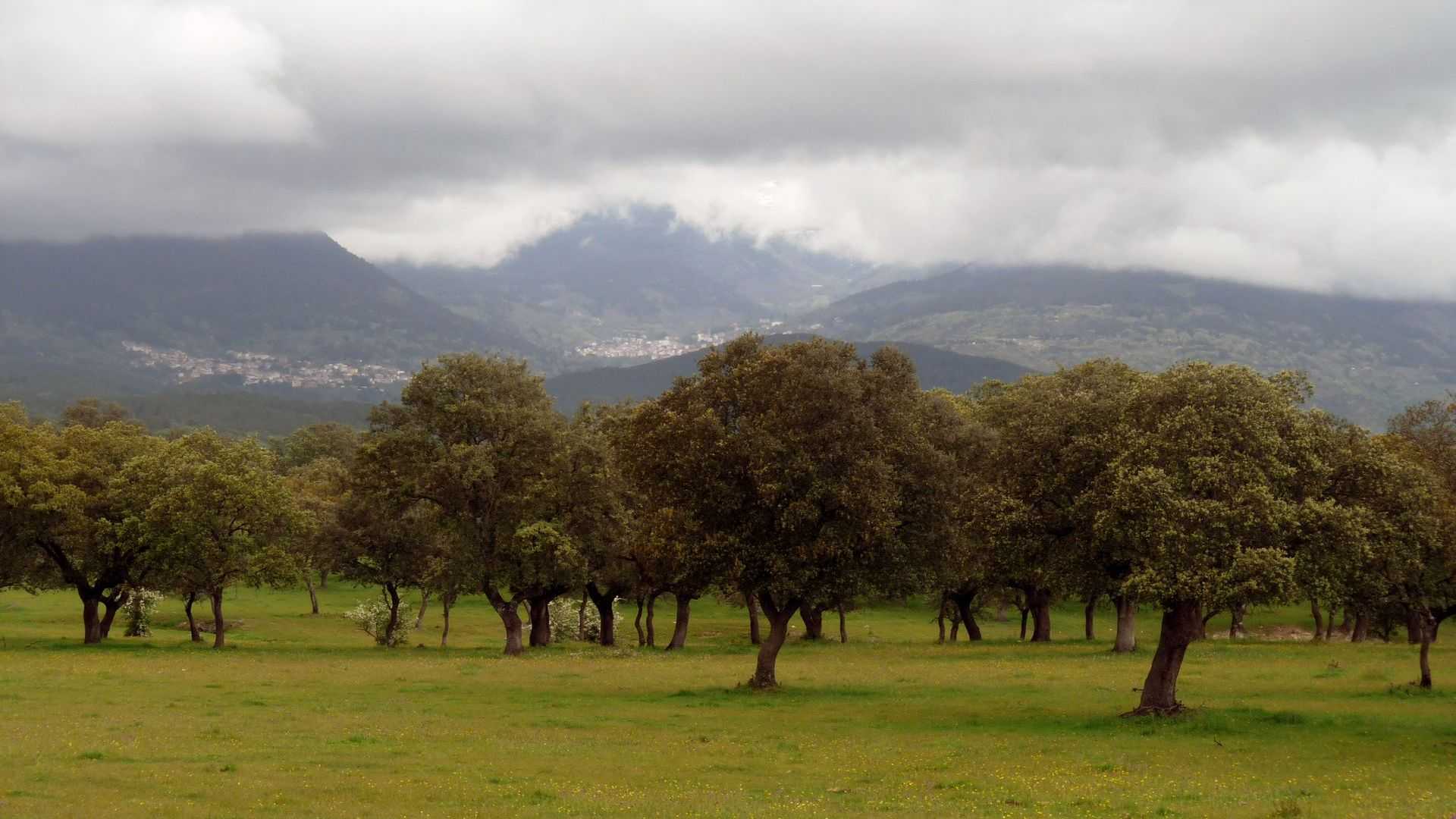 A field with several oak trees and mountains partially covered by clouds in the background. - Olive Oil Times
