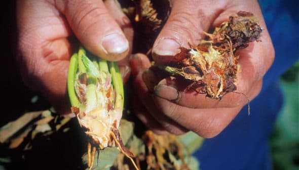 Two hands holding a split plant stem showing signs of disease and decay. - Olive Oil Times