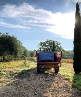 Red agricultural tractor parked on a dirt path next to a vineyard and cypress tree. - Olive Oil Times
