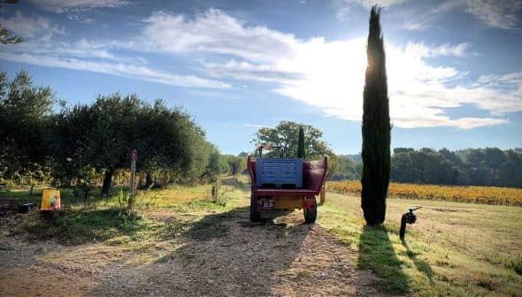 Red agricultural tractor parked on a dirt path next to a vineyard and cypress tree. - Olive Oil Times