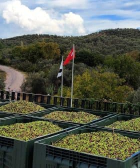 Green olives collected in large storage bins with a Turkish flag in the background. - Olive Oil Times
