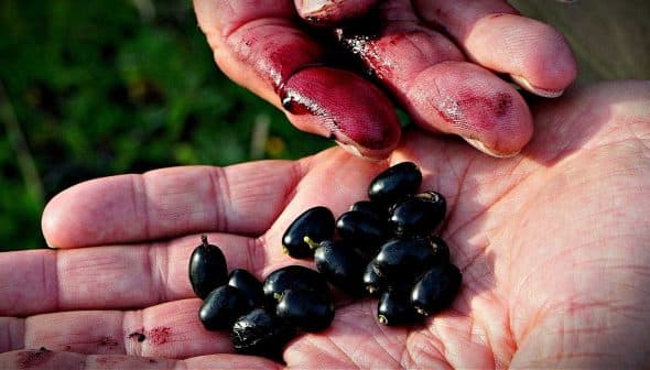 Two hands holding black olives with some stains on the fingers and palms. - Olive Oil Times