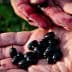 Two hands holding black olives with some stains on the fingers and palms. - Olive Oil Times