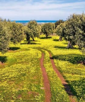 Pathway through an olive grove with yellow wildflowers and olive trees under a clear sky. - Olive Oil Times