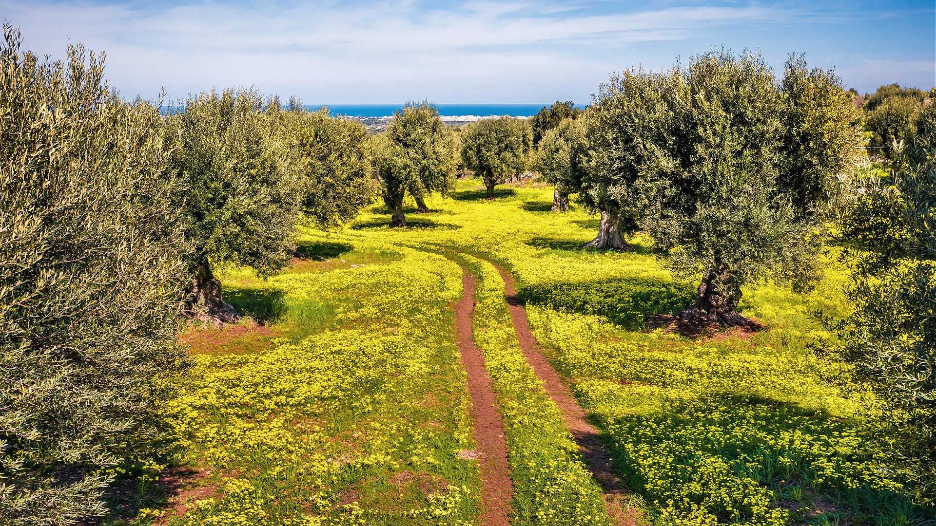 Pathway through an olive grove with yellow wildflowers and olive trees under a clear sky. - Olive Oil Times