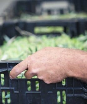 Close-up of a person's hand gripping a black crate filled with green plants or leaves. - Olive Oil Times