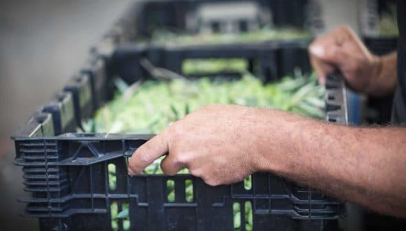 Close-up of a person's hand gripping a black crate filled with green plants or leaves. - Olive Oil Times