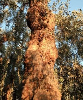 Close-up view of the trunk of an olive tree with textured bark and green leaves in the background. - Olive Oil Times