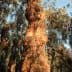 Close-up view of the trunk of an olive tree with textured bark and green leaves in the background. - Olive Oil Times