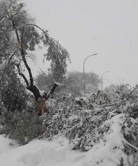 Olive trees and branches covered in snow during a winter snowfall event. - Olive Oil Times
