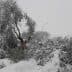 Olive trees and branches covered in snow during a winter snowfall event. - Olive Oil Times