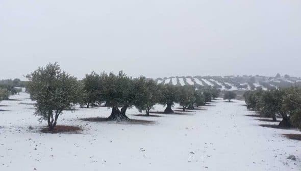 Olive trees covered in snow in a winter landscape with rows of trees in the background. - Olive Oil Times