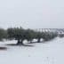 Olive trees covered in snow in a winter landscape with rows of trees in the background. - Olive Oil Times