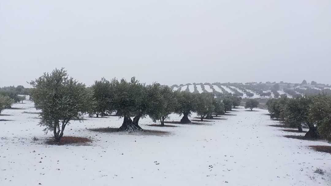Olive trees covered in snow in a winter landscape with rows of trees in the background. - Olive Oil Times