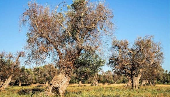 Several olive trees with gnarled trunks and sparse foliage in a field under a clear blue sky. - Olive Oil Times