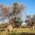 Several olive trees with gnarled trunks and sparse foliage in a field under a clear blue sky. - Olive Oil Times