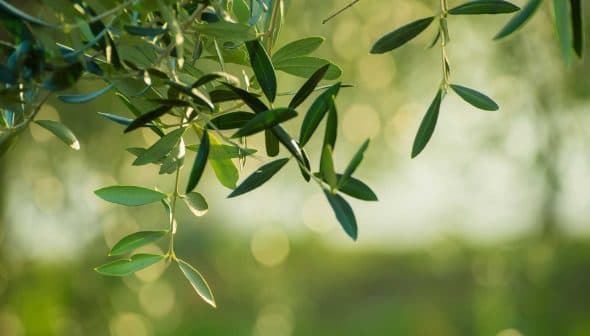 Close-up of olive tree leaves with a soft, blurred background of green tones. - Olive Oil Times