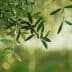 Close-up of olive tree leaves with a soft, blurred background of green tones. - Olive Oil Times