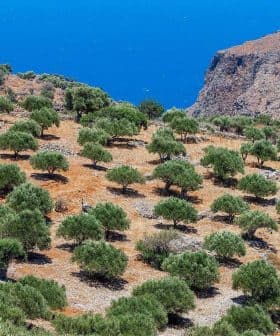 Olive trees arranged in a grove with a view of the blue sea in the background. - Olive Oil Times