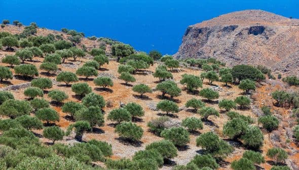 Olive trees arranged in a grove with a view of the blue sea in the background. - Olive Oil Times