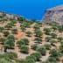 Olive trees arranged in a grove with a view of the blue sea in the background. - Olive Oil Times