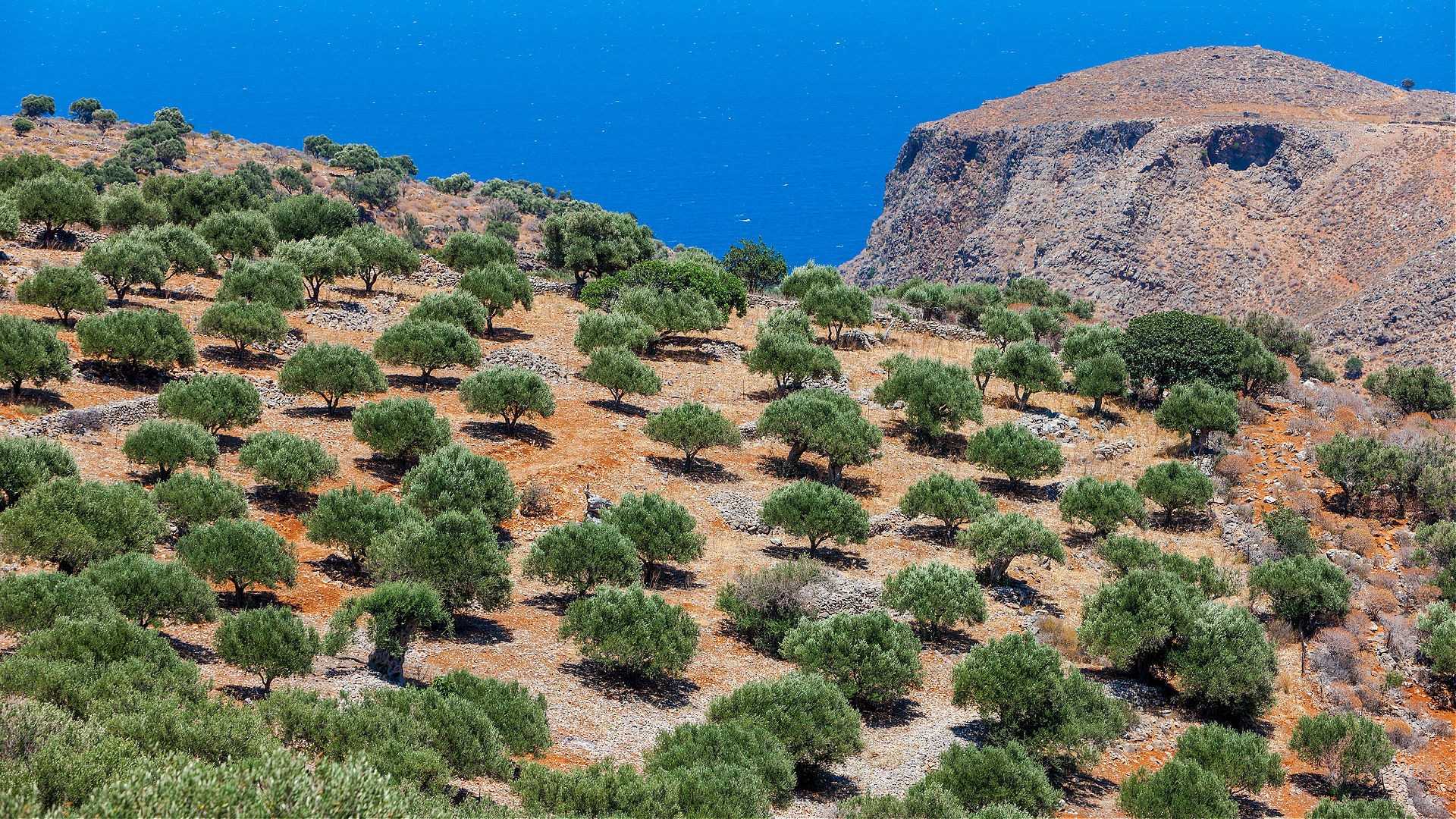 Olive trees arranged in a grove with a view of the blue sea in the background. - Olive Oil Times