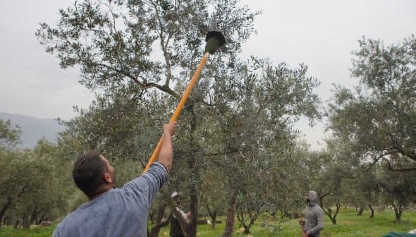 Individual using a long pole to harvest olives from an olive tree in an orchard. - Olive Oil Times