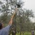 Individual using a long pole to harvest olives from an olive tree in an orchard. - Olive Oil Times