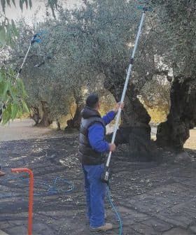 Workers using poles to harvest olives from trees in an olive grove. - Olive Oil Times