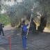 Workers using poles to harvest olives from trees in an olive grove. - Olive Oil Times