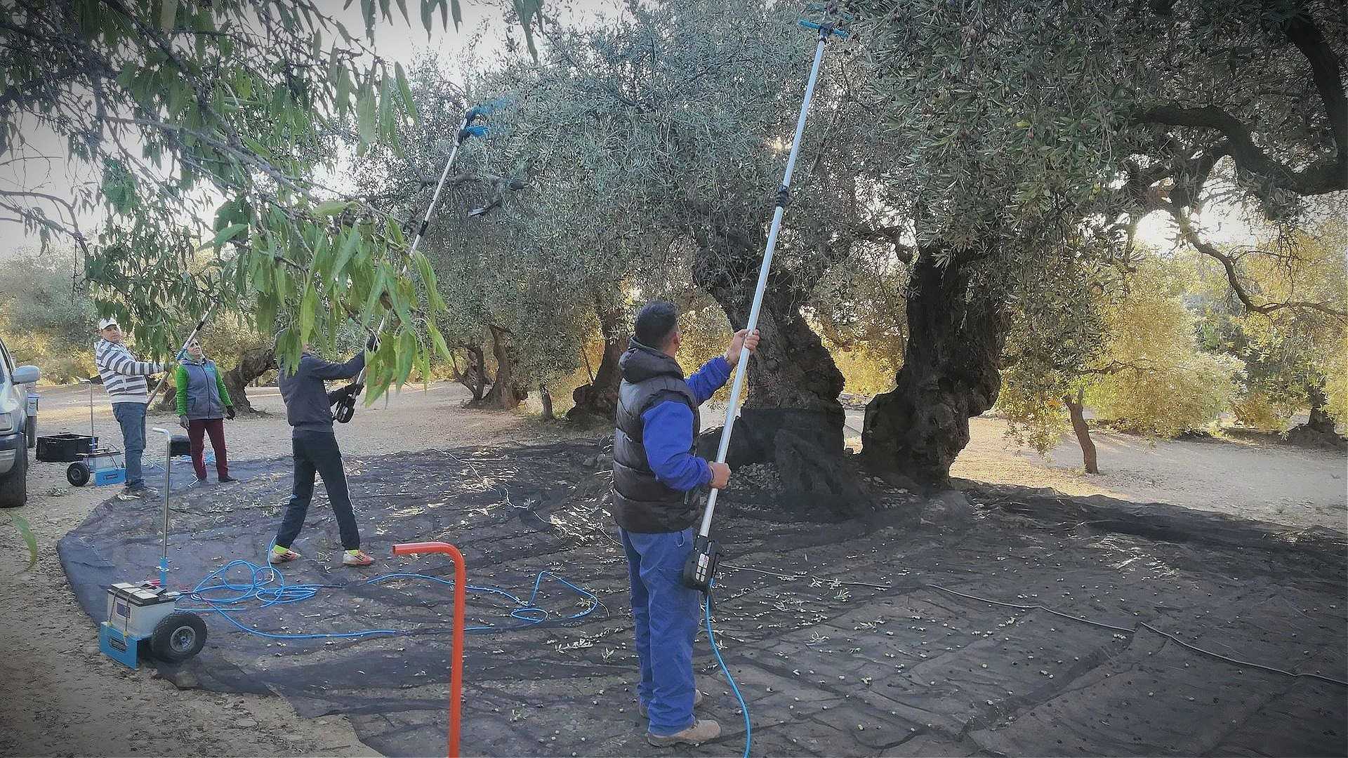 Workers using poles to harvest olives from trees in an olive grove. - Olive Oil Times