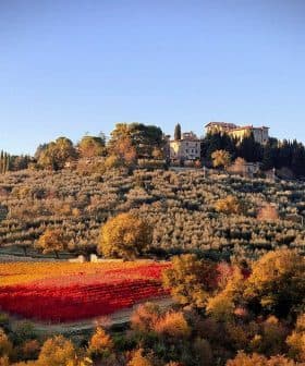 Tuscany landscape featuring a hillside with a vineyard and olive trees during autumn. - Olive Oil Times