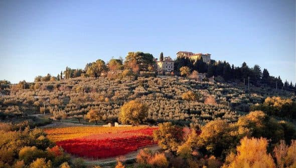 Tuscany landscape featuring a hillside with a vineyard and olive trees during autumn. - Olive Oil Times