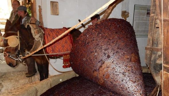 Large cone-shaped container filled with dark olive paste in a traditional olive oil production setting. - Olive Oil Times