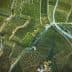 Aerial view of neatly arranged vineyards with rows of grapevines and dirt paths. - Olive Oil Times