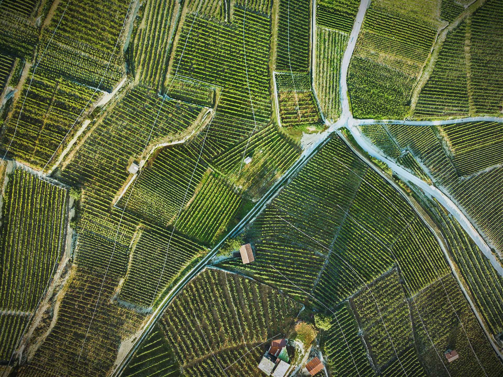 Aerial view of neatly arranged vineyards with rows of grapevines and dirt paths. - Olive Oil Times