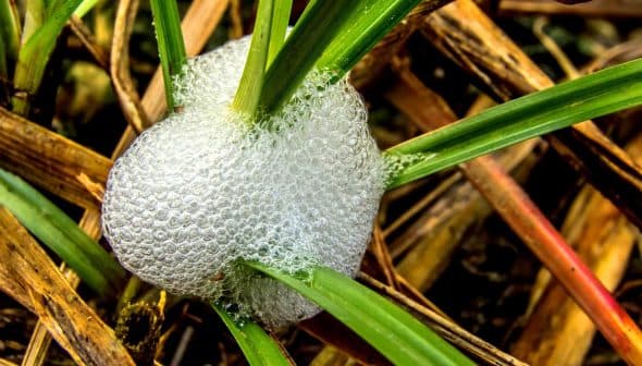 A cluster of bubbles forming on green grass blades in a natural setting. - Olive Oil Times