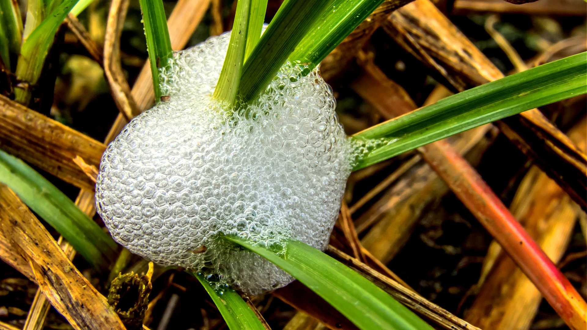 A cluster of bubbles forming on green grass blades in a natural setting. - Olive Oil Times