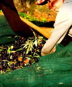 Person collecting olives from a large green net during the harvesting process. - Olive Oil Times