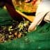 Person collecting olives from a large green net during the harvesting process. - Olive Oil Times