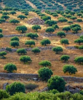 Aerial view of a sprawling olive grove with neatly arranged trees and stone walls. - Olive Oil Times