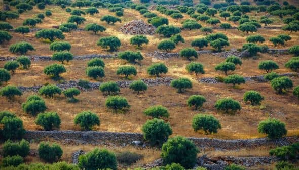 Aerial view of a sprawling olive grove with neatly arranged trees and stone walls. - Olive Oil Times