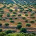 Aerial view of a sprawling olive grove with neatly arranged trees and stone walls. - Olive Oil Times