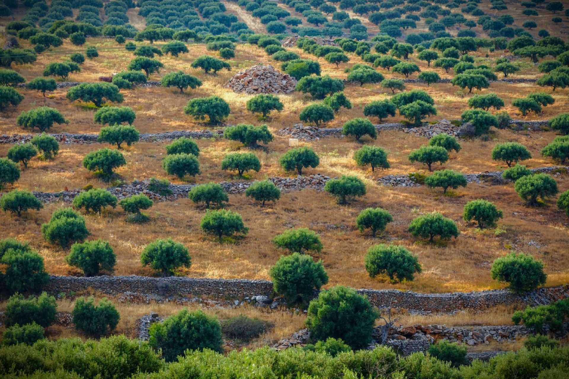 Aerial view of a sprawling olive grove with neatly arranged trees and stone walls. - Olive Oil Times