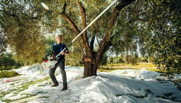 A man using a long pole to harvest olives from an olive tree in an orchard. - Olive Oil Times