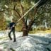 A man using a long pole to harvest olives from an olive tree in an orchard. - Olive Oil Times