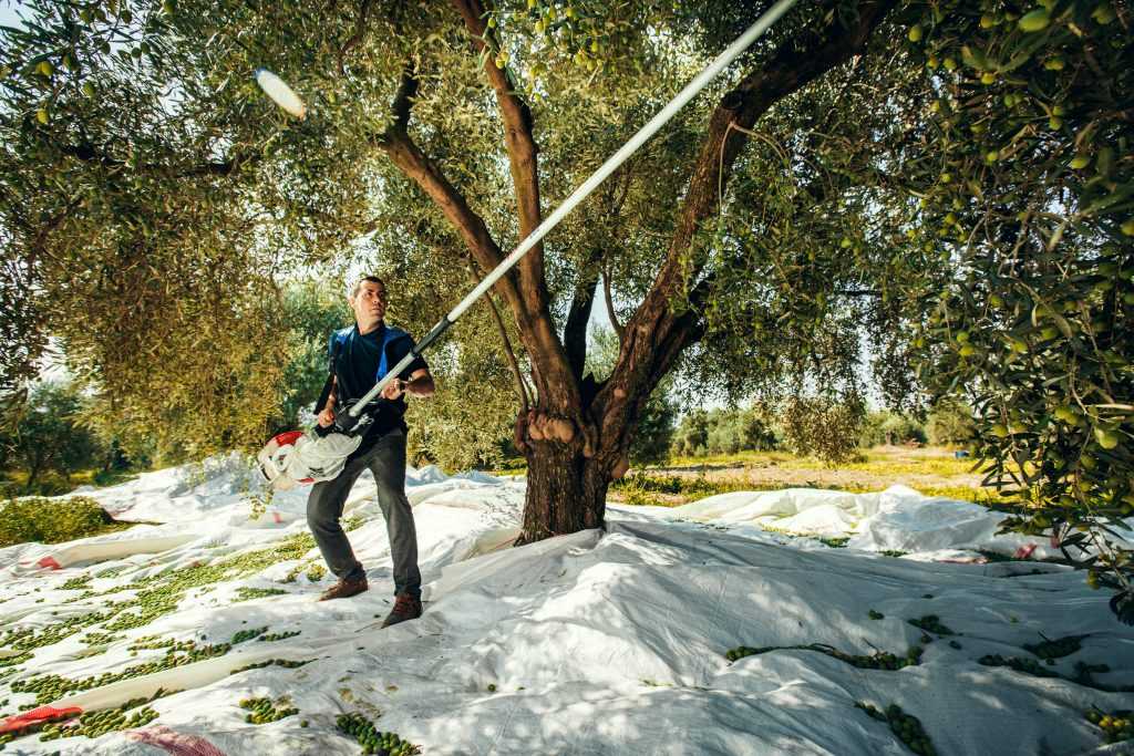 A man using a long pole to harvest olives from an olive tree in an orchard. - Olive Oil Times