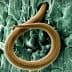 Microscopic view of a nematode exhibiting a distinct coiled shape against a textured background. - Olive Oil Times